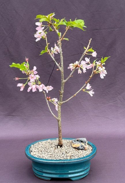 Flowering Cherry Bonsai Tree-(Prunus 'Dream Catcher')