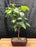 Whitebarked Himalayan Birch Bonsai Tree -(Betula utilis var. 'jacquemontii')