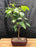 Whitebarked Himalayan Birch Bonsai Tree -(Betula utilis var. 'jacquemontii')