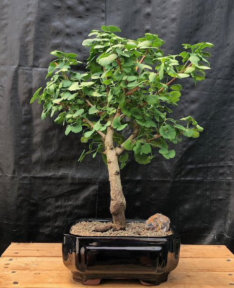 Ginkgo Bonsai Tree -(Ginkgo biloba ?Mariken?)