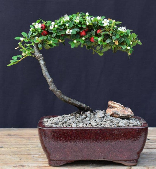 Flowering & Fruiting Evergreen Cotoneaster Bonsai Tree-(dammeri 'streibs findling')