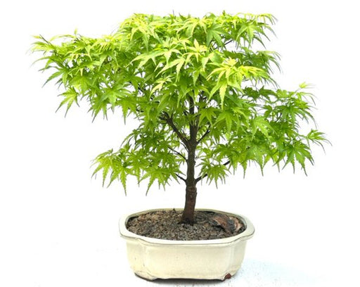 Dwarf  Sharps Pygme Japanese Maple Bonsai Tree-(acer palmatum 'sharps pygme')