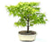 Dwarf  Sharps Pygme Japanese Maple Bonsai Tree-(acer palmatum 'sharps pygme')