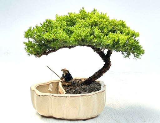 Juniper Bonsai Tree-Land/Water Pot with Scalloped Edges - Large-(Juniper Procumbens nana)