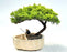 Juniper Bonsai Tree-Land/Water Pot with Scalloped Edges - Large-(Juniper Procumbens nana)