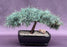 Prostrate Beauty Deodar Cedar Bonsai Tree-(cedrus deodara 'prostrate beauty')