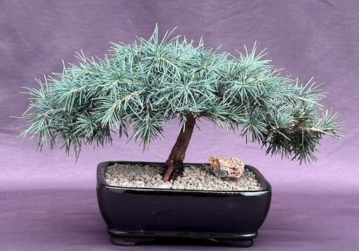 Prostrate Beauty Deodar Cedar Bonsai Tree-(cedrus deodara 'prostrate beauty')