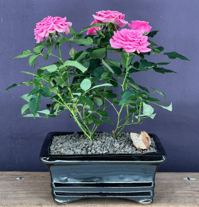 Flowering Pink Mini Rose-Tiny Pink