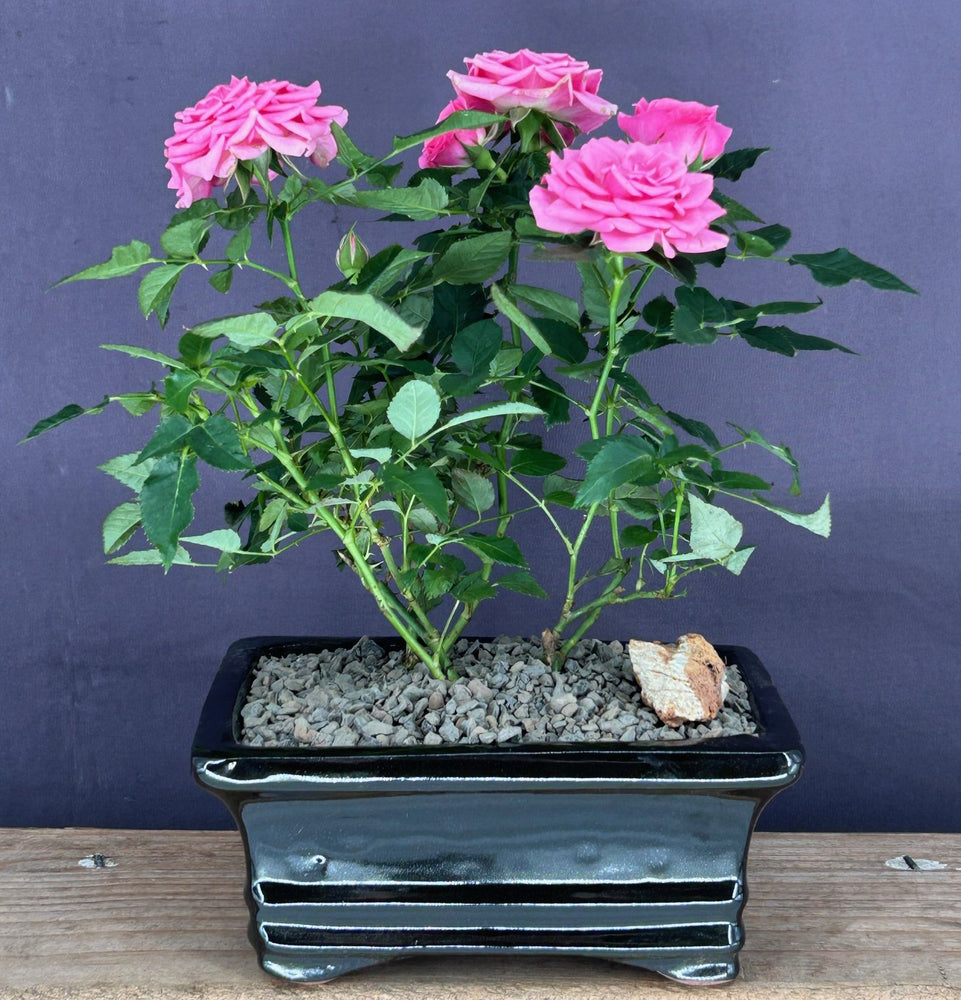 Flowering Pink Mini Rose-Tiny Pink