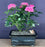 Flowering Pink Mini Rose-Tiny Pink