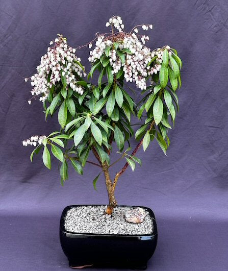 Flowering Mountain Fire Japanese Andromeda Bonsai Tree-(Pieris japonica 'Mountain Fire')