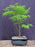 Green Japanese Laceleaf Maple Bonsai Tree  <i>(acer palmatum Dissectum Viride)