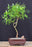 Scarlet Curls Corkscrew Weeping Willow Bonsai Tree-(Salix matsudana 'scarlet curls')