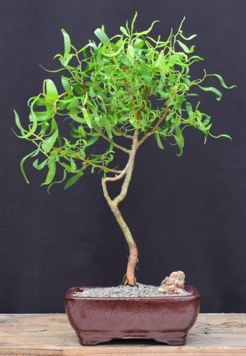 Scarlet Curls Corkscrew Weeping Willow Bonsai Tree-(Salix matsudana 'scarlet curls')