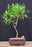 Scarlet Curls Corkscrew Weeping Willow Bonsai Tree-(Salix matsudana 'scarlet curls')