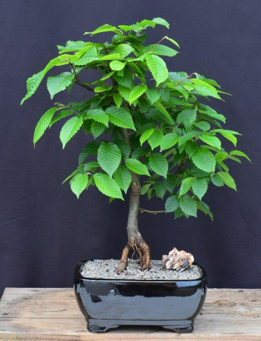 European Hornbeam Bonsai Tree - Large-(carpinus betulus)