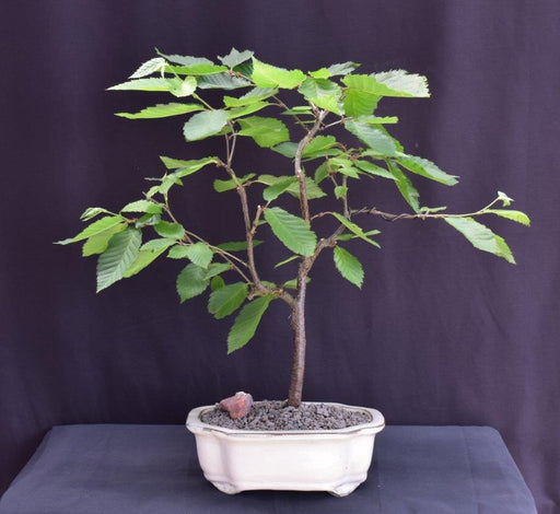 Yellow Birch Bonsai Tree-(Betula alleghaniensis)