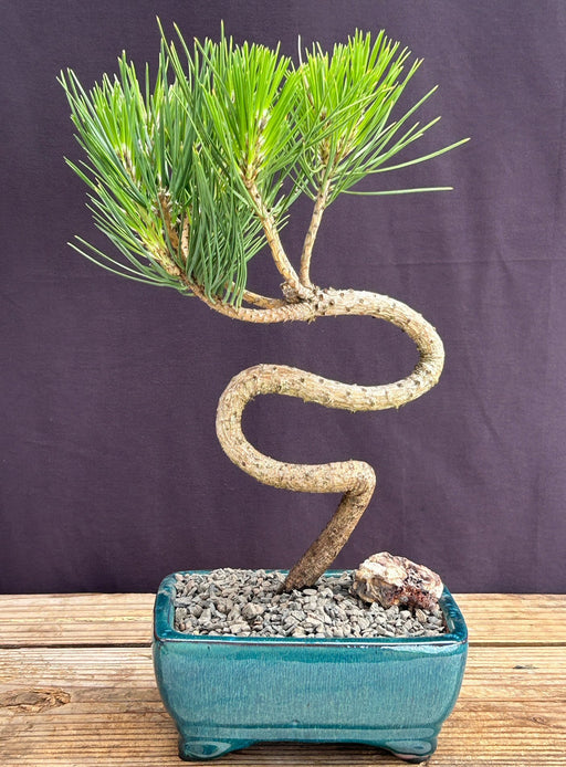 Japanese Black Pine Bonsai Tree-S Shaped Trunk Style-(pinus thunbergii 'thunderhead')