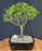 Chinese Seiju Elm Bonsai Tree - Small-(ulmus parvifolia 'seiju')