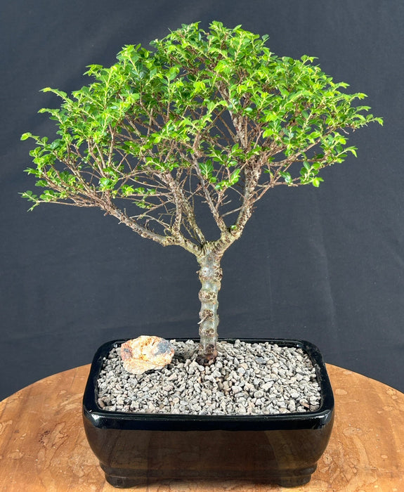 Chinese Seiju Elm Bonsai Tree - Small-(ulmus parvifolia 'seiju')