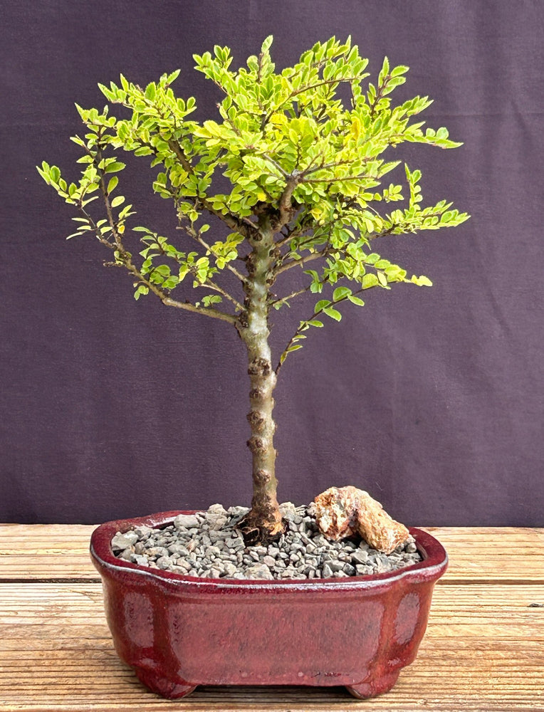 Chinese Seiju Elm Bonsai Tree - Small-(ulmus parvifolia 'seiju')