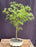 Seiryu Laceleaf Maple Bonsai Tree-(Acer palmatum var. dissectum 'Seiryu')