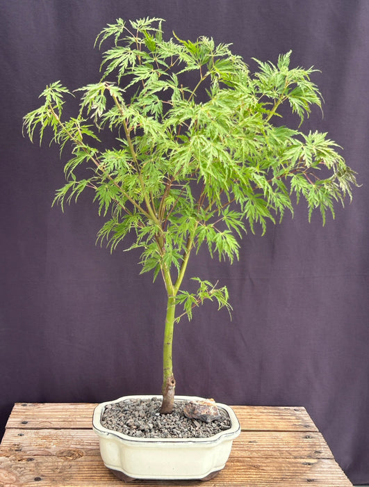 Seiryu Laceleaf Maple Bonsai Tree-(Acer palmatum var. dissectum 'Seiryu')