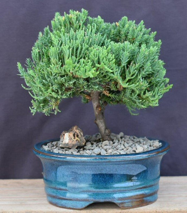 Juniper Bonsai Tree - Upright-(Juniper Procumbens nana)