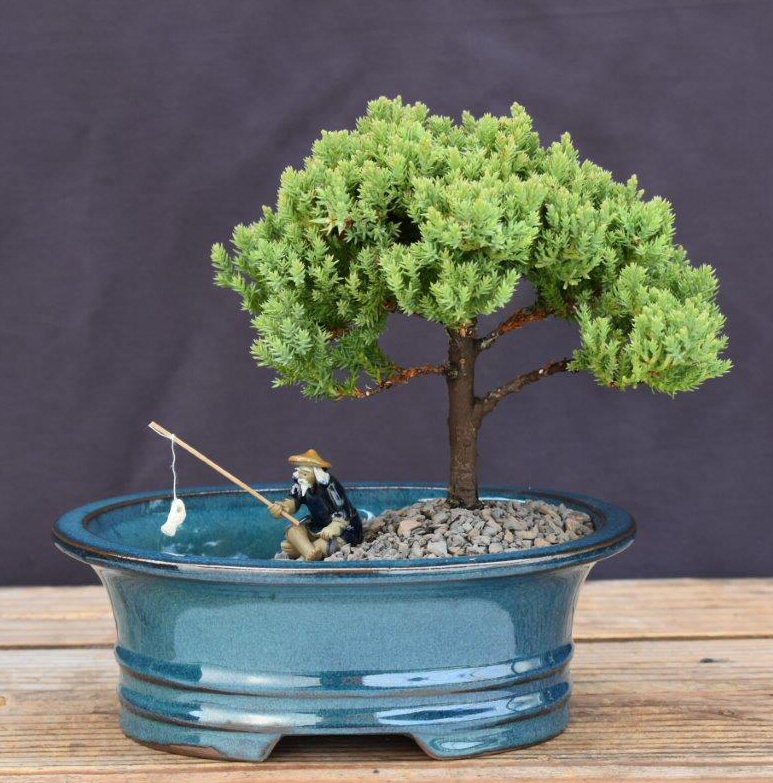 Upright Juniper Bonsai Tree-Land/Water Pot --(Juniper Procumbens nana)