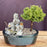 UprightJuniper Bonsai Tree-Stone Landscape Scene-(juniper procumbens nana)