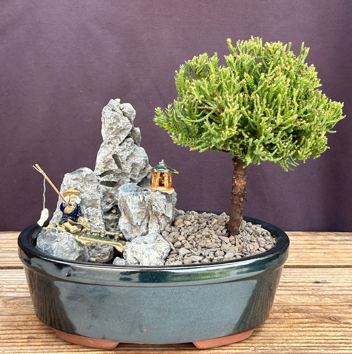 UprightJuniper Bonsai Tree-Stone Landscape Scene-(juniper procumbens nana)