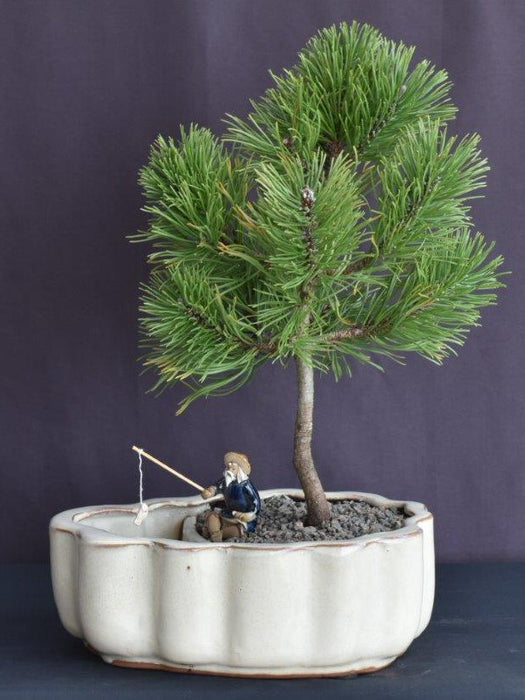 Mugo Pine Bonsai Tree-Land/Water Pot-(pinus mugo 'valley cushion')