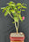 Flowering Pink Camellia Bonsai Tree-(Camellia japonica 'Debutante')
