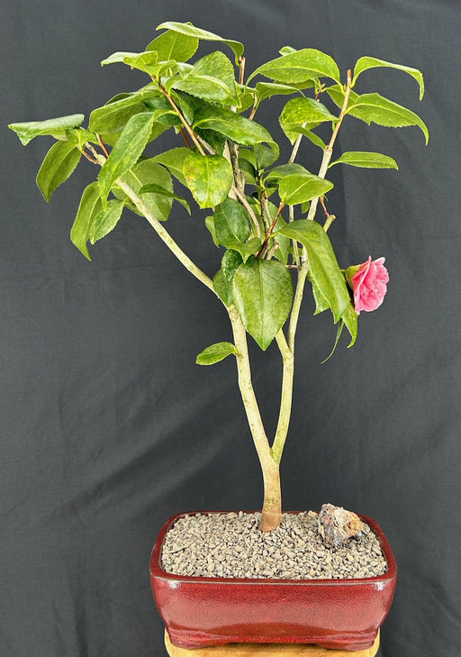 Flowering Pink Camellia Bonsai Tree-(Camellia japonica 'Debutante')