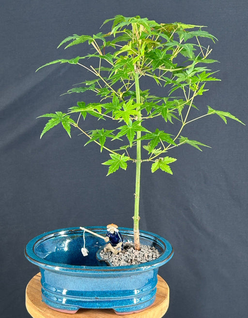 Japanese Green Maple Bonsai Tree-Land/Water Pot -(acer palmatum)