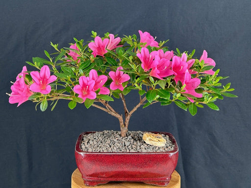 Flowering Chinzan Azalea Bonsai Tree -(azalea satsuki 'chinzan')