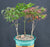 Japanese Maple Bonsai Tree-Three Tree Forest Group-(acer palmatum)