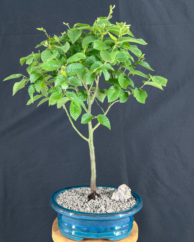 Korean Hornbeam Bonsai Tree-(Carpinus koreana 'Model Rocket')