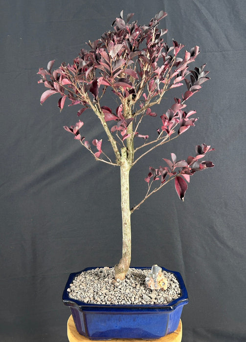 Flowering Crape Myrtle Bonsai Tree-(Lagerstroemia indica 'Black Diamond')