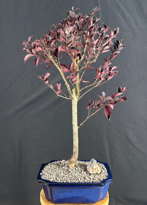 Flowering Crape Myrtle Bonsai Tree-(Lagerstroemia indica 'Black Diamond')