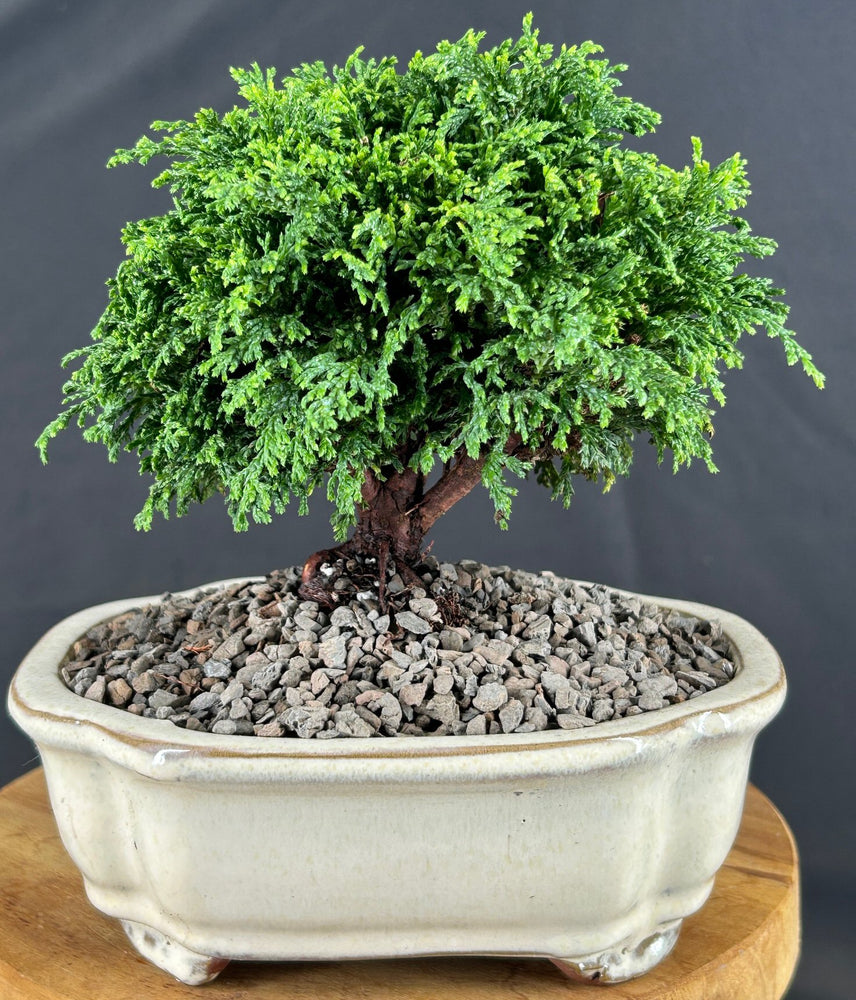 Tsukomo Cypress Bonsai Tree-(chamaecyparis pisifera tsukomo)