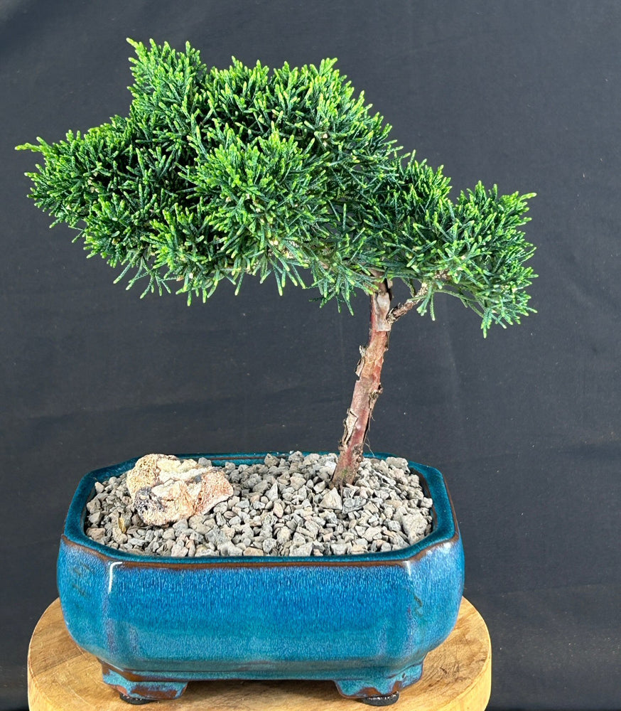 Upright Shimpaku Bonsai Tree-(shimpaku itoigawa)