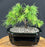 Prostrate Beauty Deodar Cedar Bonsai Tree - Small-(cedrus deodara 'prostrate beauty')