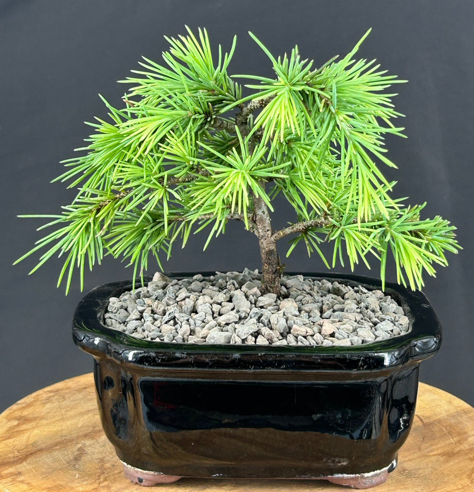Prostrate Beauty Deodar Cedar Bonsai Tree - Small-(cedrus deodara 'prostrate beauty')