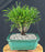 Western Red Cedar Bonsai Tree - Small - (Thuja plicata 'Whipcord')