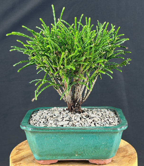 Western Red Cedar Bonsai Tree - Small - (Thuja plicata 'Whipcord')