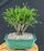Western Red Cedar Bonsai Tree - Small - (Thuja plicata 'Whipcord')