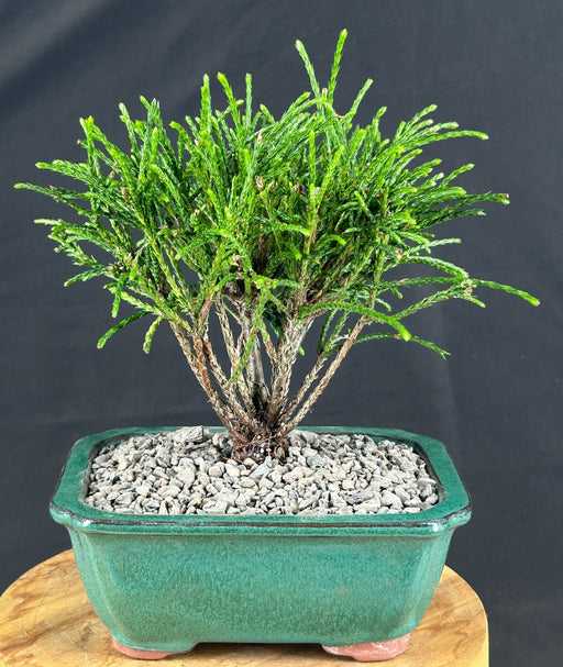 Western Red Cedar Bonsai Tree - Small - (Thuja plicata 'Whipcord')