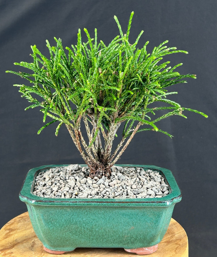 Western Red Cedar Bonsai Tree - Small - (Thuja plicata 'Whipcord')