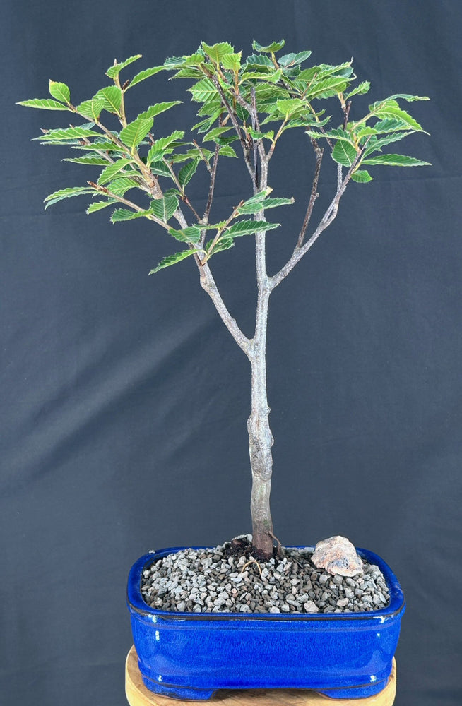 Japanese Blue Beech Bonsai Tree-(fagus japonica)